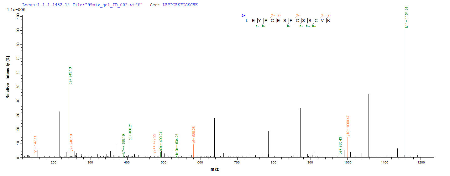 LC-MS Analysis 2 - Recombinant Triangle waterfern Cyanovirin-N homolog