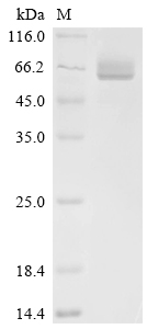 Recombinant Streptococcus pneumoniae serotype 2 Pneumolysin (ply) - image 1
