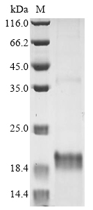 Recombinant Daboia palaestinae Disintegrin viperistatin - image 1