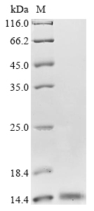 Recombinant Aspergillus terreus Blasticidin-S deaminase (bsd) - image 1