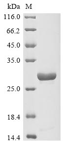 Recombinant Chlamydia trachomatis Virulence plasmid protein pGP3-D - image 1