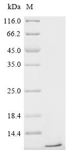 Recombinant Mycobacterium tuberculosis Metallothionein (mymT) - image 1
