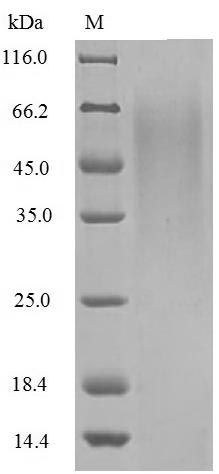 The reducing (R) protein migrates as 65 kDa in SDS-PAGE may be due to glycosylation.