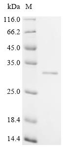 Recombinant Epstein-Barr virus Epstein-Barr nuclear antigen 2 (EBNA2) , partial - image 1