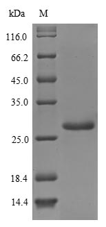 (Tris-Glycine gel) Discontinuous SDS-PAGE (reduced) with 5% enrichment gel and 15% separation gel.