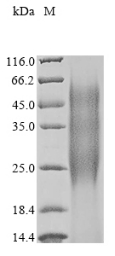 Recombinant Enterobacter agglomerans Ice nucleation protein (iceE) , partial - image 1