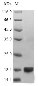 SDS-PAGE- Recombinant protein Vicia LEB6