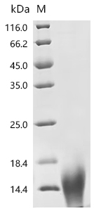 Recombinant Dendroaspis angusticeps Natriuretic peptide DNP - image 1