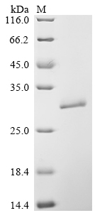 Recombinant Dermatophagoides pteronyssinus Mite allergen Der p 3 (DERP3) - image 1