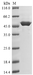 Recombinant Nicotiana tabacum 3-phosphoshikimate 1-carboxyvinyltransferase 1, chloroplastic (EPSPS-1) - image 1
