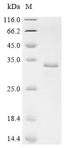 Recombinant Mycobacterium tuberculosis Protein grpE (grpE) - image 1