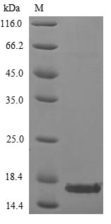 SDS-PAGE- Recombinant protein Variola A27L