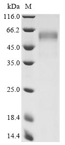 Recombinant Triticum aestivum Dehydrin COR410 (COR410) - image 1