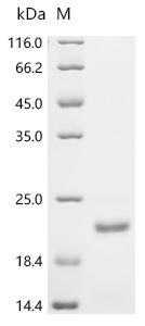 Recombinant Trichoderma harzianum Endo-1, 4-beta-xylanase - image 1