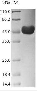 SDS-PAGE- Recombinant protein Cricetulus ACTB