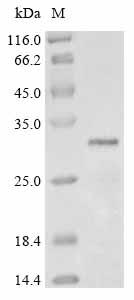 Recombinant Pantoea stewartII subsp. stewartII Transcriptional activator protein esaR (esaR) - image 1