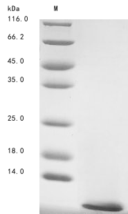 Recombinant Leiurus hebraeus Alpha-like toxin Lqh7 - image 1