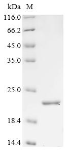 Recombinant Sheep Interferon tau-1 (IFNT1) - image 1