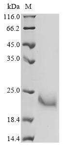 Recombinant Necator americanus Ancylostoma secreted protein 2 (ASP2) - image 1