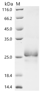 Recombinant Necator americanus Ancylostoma secreted protein 2 (ASP2) - image 1