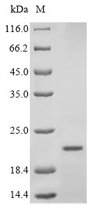 SDS-PAGE- Recombinant protein Mouse Ins1