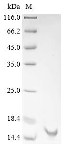 Recombinant Glycine max Leghemoglobin A (LBA) - image 1