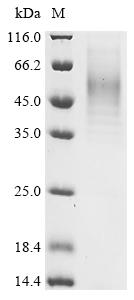 Recombinant Staphylococcus aureus Alpha-hemolysin (hly) - image 1