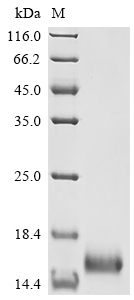 Recombinant Mycobacterium tuberculosis Protein Rv1269c (Rv1269c) - image 1