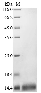 Recombinant DNA-binding protein fis (fis) - image 1