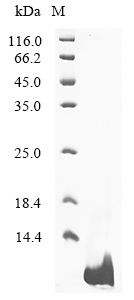 Recombinant Dendroaspis polylepis polylepis Kunitz-type serine protease inhibitor dendrotoxin E - image 1