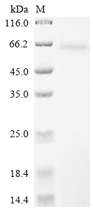 Recombinant Sindbis virus Non-structural polyprotein, partial - image 1