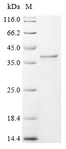 Recombinant Lactobacillus casei L-lactate dehydrogenase (ldh) - image 1