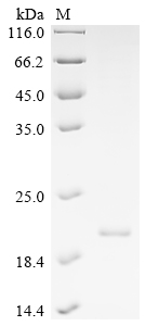 Recombinant Human Interferon alpha-1/13 (IFNA1) - image 1