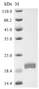 Recombinant Mouse Interferon alpha-2 (Ifna2) - image 1