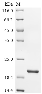 Recombinant Mouse Interferon alpha-2 (Ifna2) - image 1