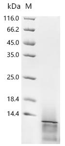 Recombinant Epstein-Barr virus Protein BMRF2 (BMRF2) , partial - image 1