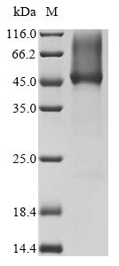 Recombinant Apis mellifera Hyaluronidase - image 1