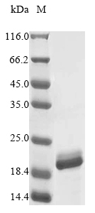 Recombinant Mycobacterium smegmatis Porin MspA (mspA) - image 1