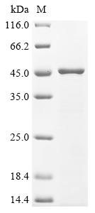 (Tris-Glycine gel) Discontinuous SDS-PAGE (reduced) with 5% enrichment gel and 15% separation gel.