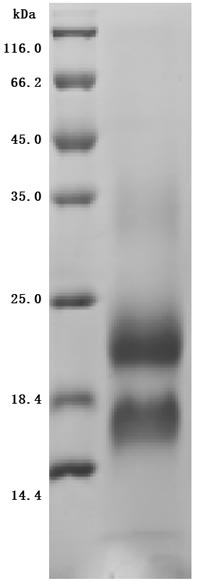 CSB-YP4607MOV-SDS