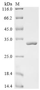 Recombinant Lactobacillus casei 60 kDa chaperonin (groL) , partial - image 1