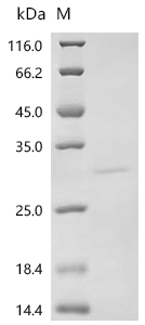 Recombinant Rotavirus A Non-structural glycoprotein 4, partial - image 1