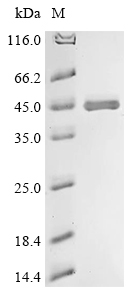 Recombinant Aspergillus niger Contig An12c0300, genomic contig (An12g08930) - image 1