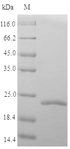 Recombinant Marmota monax Tumor necrosis factor (TNF) , partial - image 1