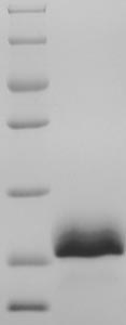 (Tris-Glycine gel) Discontinuous SDS-PAGE (reduced) with 5% enrichment gel and 15% separation gel. (Tris-Glycine gel) Discontinuous SDS-PAGE (reduced) with 5% enrichment gel and 15% separation gel.
