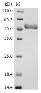 (Tris-Glycine gel) Discontinuous SDS-PAGE (reduced) with 5% enrichment gel and 15% separation gel.