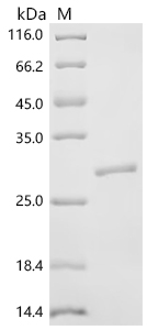 Recombinant Macaca mulatta Erythropoietin receptor (EPOR) , partial - image 1