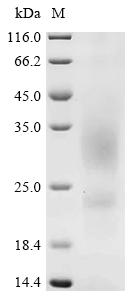 Recombinant Corylus avellana Major pollen allergen Cor a 1 isoforms 5, 6, 11 and 16 - image 1
