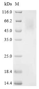 Recombinant Ustilaginoidea virens Phosphoacetylglucosamine mutase - image 1