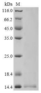 Recombinant Human coronavirus HKU1 Non-structural protein 4 (4) - image 1